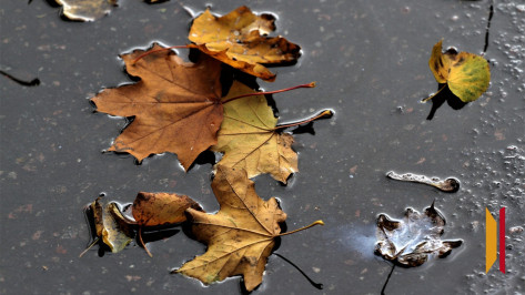 Воронежцев ожидает дождливая рабочая неделя