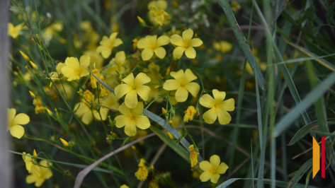 В Воронежской области похолодает до +14 градусов