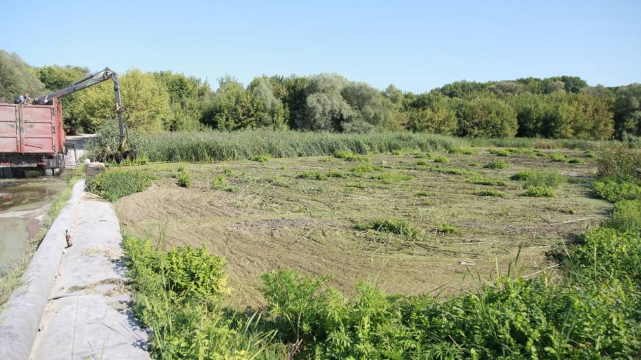 В реке Тихая Сосна в Воронежской области образовались 100-метровые заторы из растений