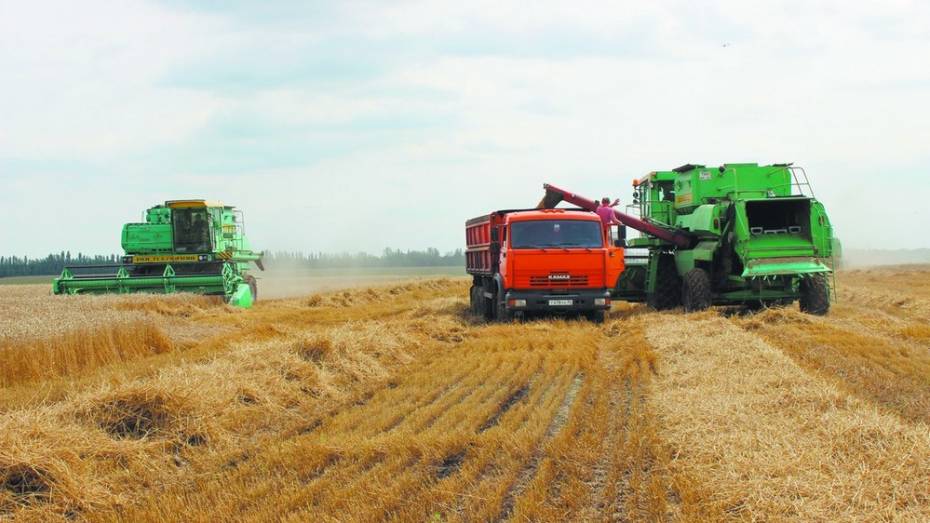 Таловские аграрии запланировали собрать рекордный урожай зерновых