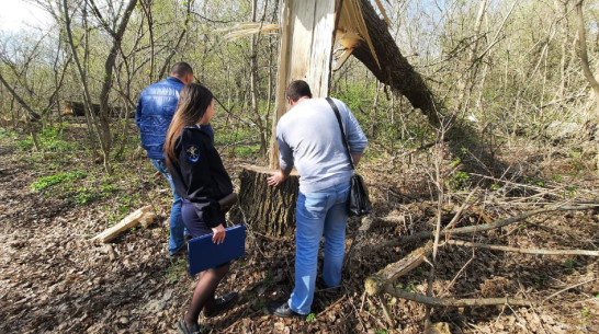 В семилукском заказнике под Воронежем незаконно вырубили тополя