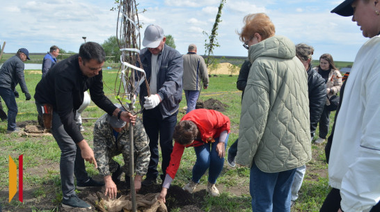 В Воробьевском районе высадили 80 деревьев к юбилею Победы