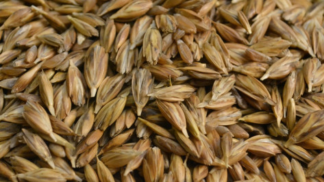 В Воронежской области за кражу 6 мешков пшеницы на скотника возбудили уголовное дело
