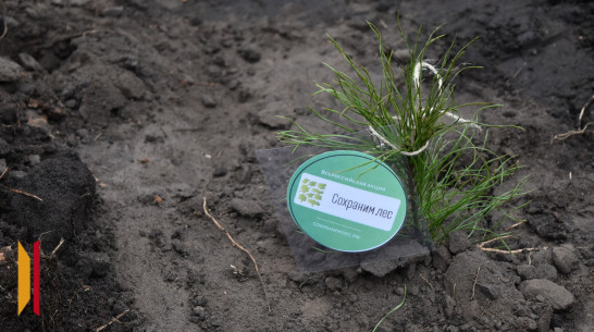 В Грибановском районе высадят желуди и сосну