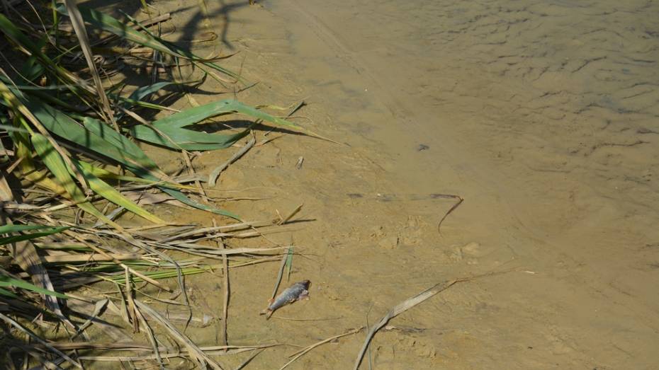Специалисты Росприроднадзора взяли пробы воды из загрязненных рек в Россоши