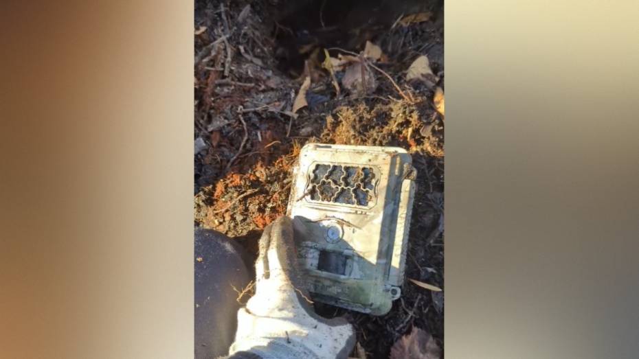 В Воронежской области показали, как обитатели Хоперского заповедника «избавляются» от фотоловушек