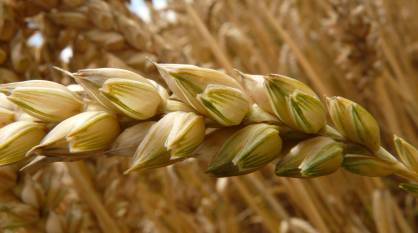 Воронежский Минсельхоз: более 86 процентов семян, подготовленных к посевной, – отечественной селекции