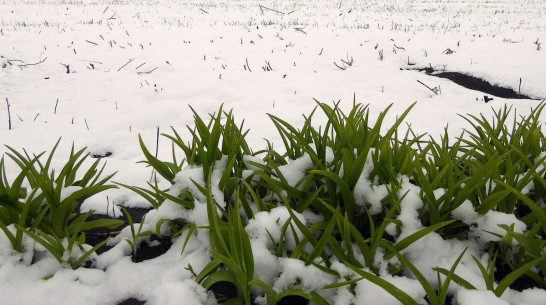 В Воронежской области создали карту органического производства