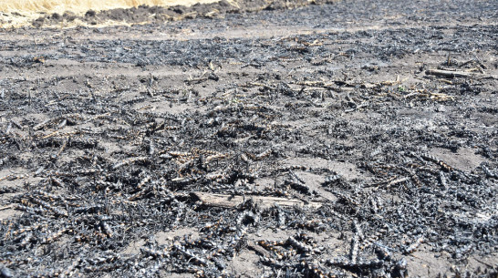 В Кантемировском районе Воронежской области ввели режим ЧС