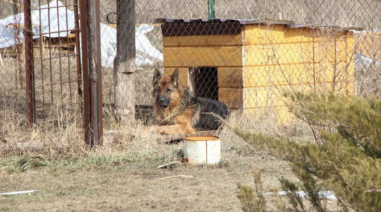 Воронежские зоозащитники осудили казнь липецкой овчарки-убийцы
