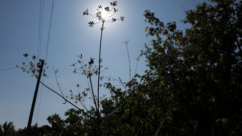 Воронежцев вновь предостерегли от «опасного солнца»