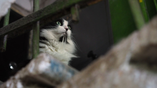 Фонд капремонта назвал районы Воронежа с высокой и низкой платежной дисциплиной