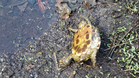 Более 30 мертвых черепах насчитали в Черепашьем озере под Воронежем