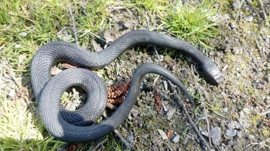 В Воронежской области змея укусила собиравшую землянику женщину