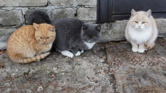В январе и феврале в Воронежской области бешенство регистрировали только у кошек