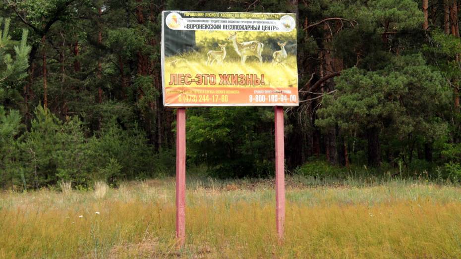 Запрет на посещение лесов в Воронежской области продлят до середины августа