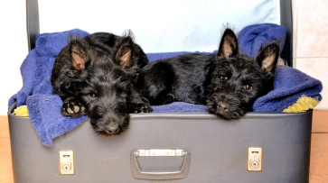 В 2025 году больше всего питомцев в самостоятельное путешествие отправились с вокзала Воронежа