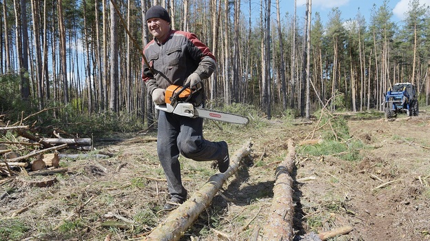 «Все тут по закону». Сосновый лес в центре Воронежской области – под угрозой исчезновения?
