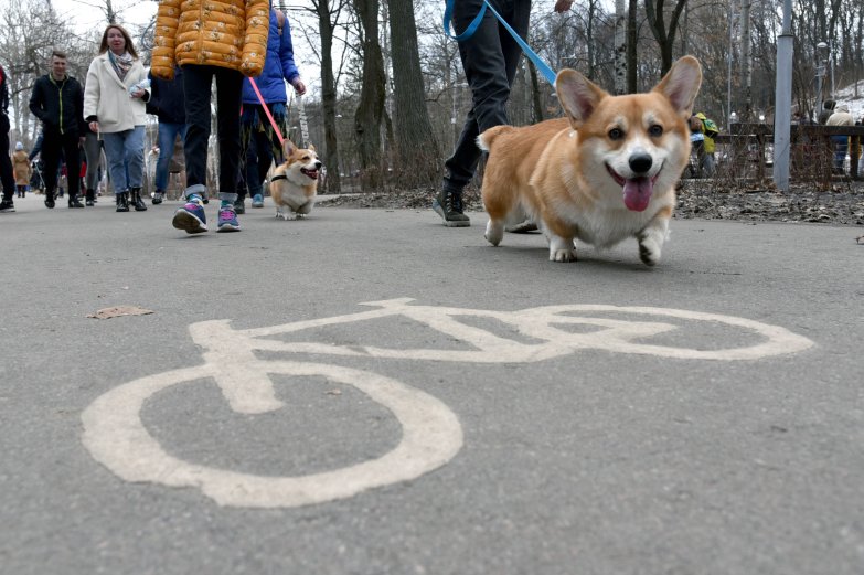 Прогулка корги