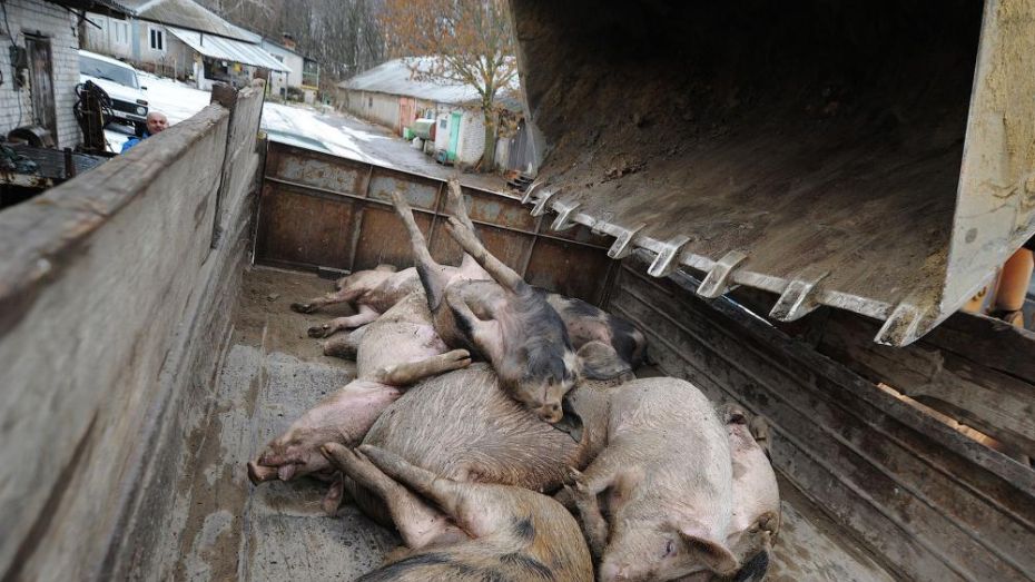 В Воронежской области из-за АЧС уничтожили 1,2 тыс свиней из частных подворий 