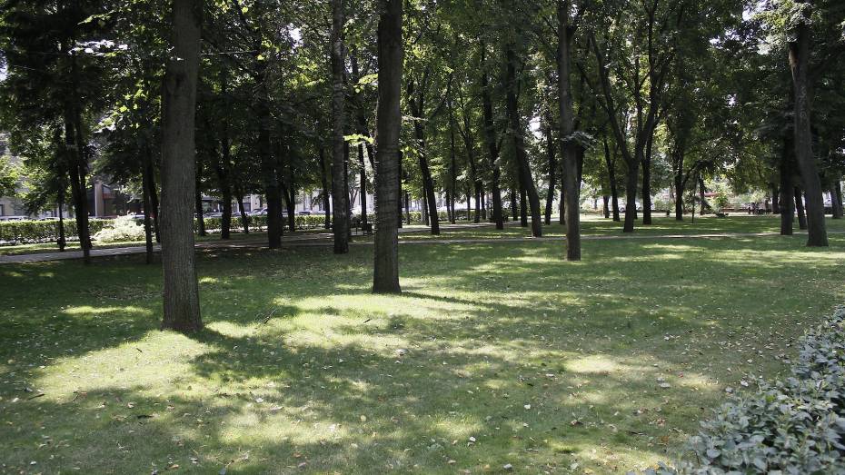 В сквере на Ворошилова в Воронеже вырубят 28 аварийных деревьев