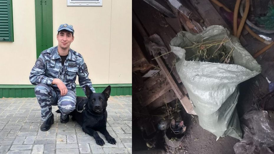 Немецкая овчарка помогла грибановским полицейским обнаружить крупную партию наркотиков