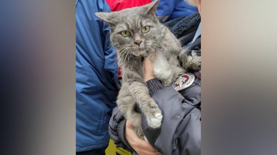 В Нововоронеже пожарные спасли кота из горящей квартиры