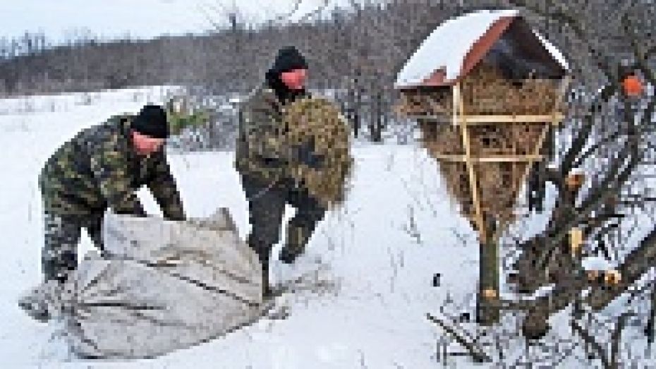 Бутурлиновские охотоведы за зиму скормят косулям и кабанам 10 тонн зерна и 2 тысячи веников