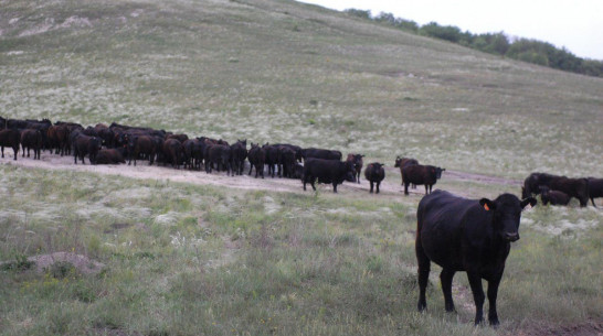 Воронежский «Талекс» продаст 1,3 тыс коров холдингу «Мираторг»