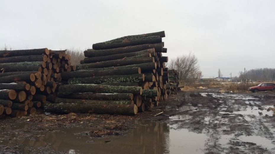 В Воронежской области мужчина незаконно спилил 48 дубов
