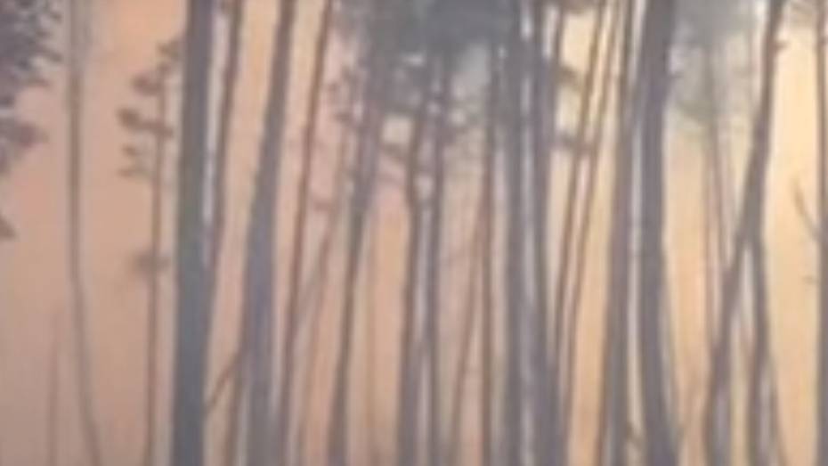Ландшафтный пожар под Воронежем попал на видео