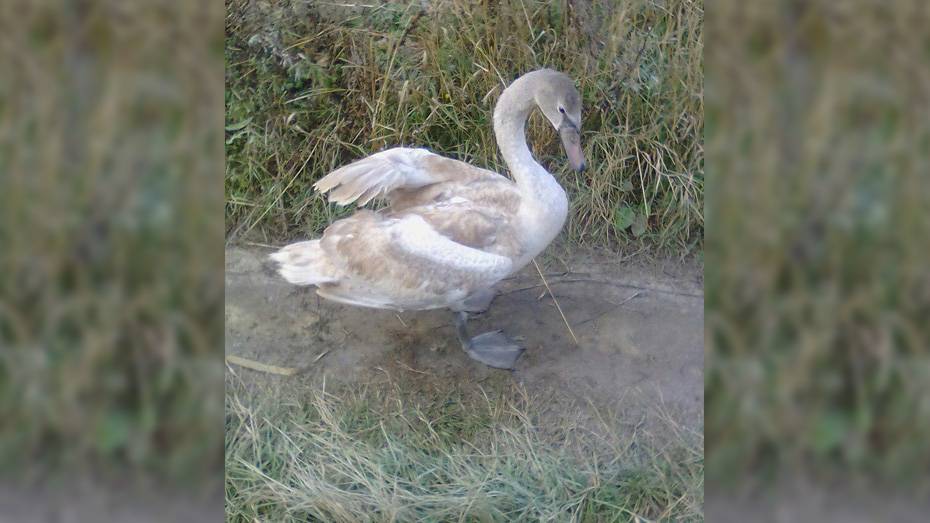 Уроженец Бобровского района спас лебедя со сломанным крылом 