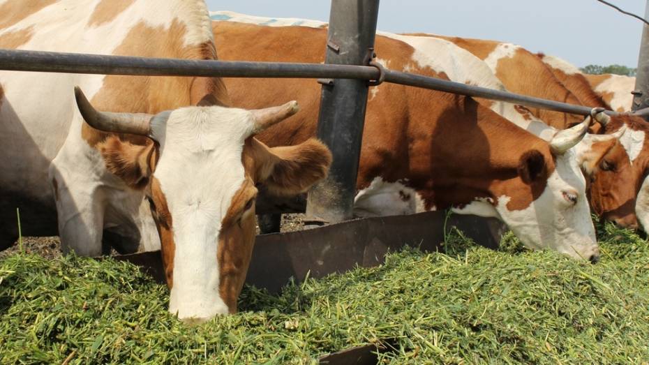 Таловские животноводы за 7 месяцев получили более 1600 т центнеров молока 