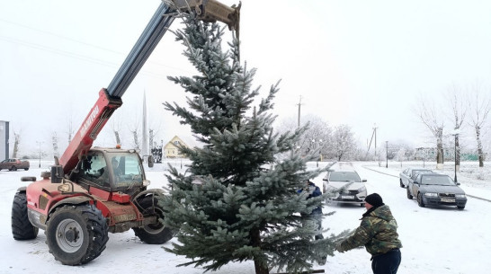 Верхнемамонец подарил своему селу Русская Журавка новогоднюю голубую ель