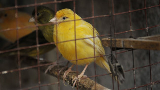 Воронежский зоопарк восстановит коллекцию птиц за счет других городов