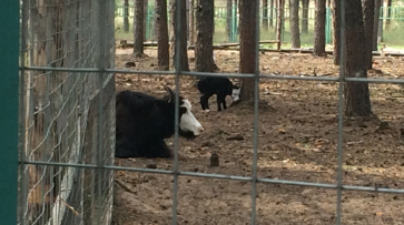 В воронежском зоопитомнике «Червленый яр» родился теленок тибетского яка
