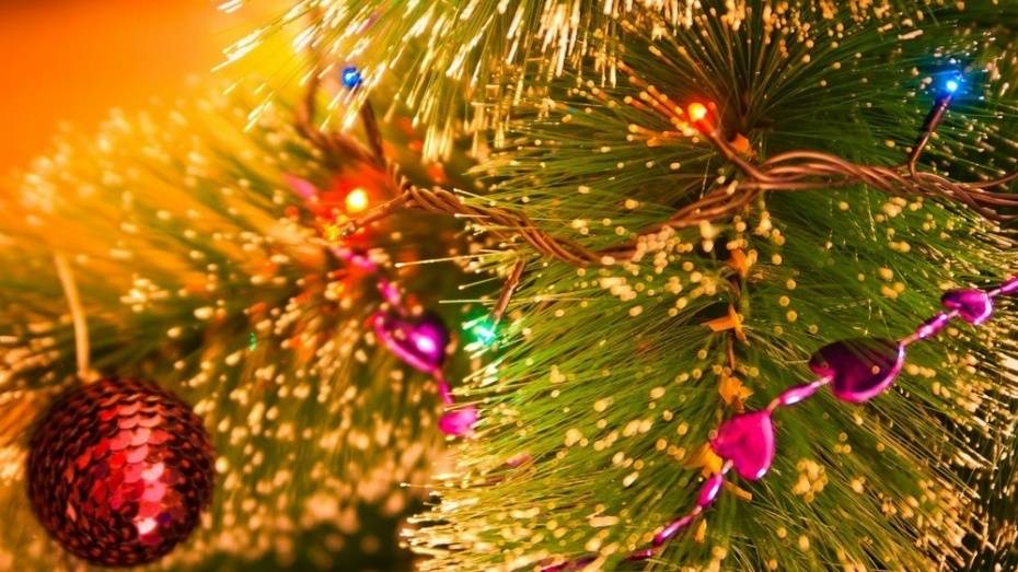 Воронежцам рассказали о том, как выбрать новогоднюю елку