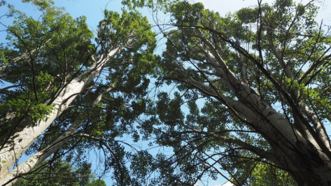 В Воронеже на час перекроют проезд по участку улицы Ломоносова