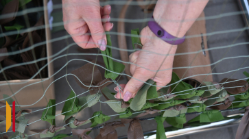 В кантемировском селе Митрофановка открыли пункт по плетению масксетей