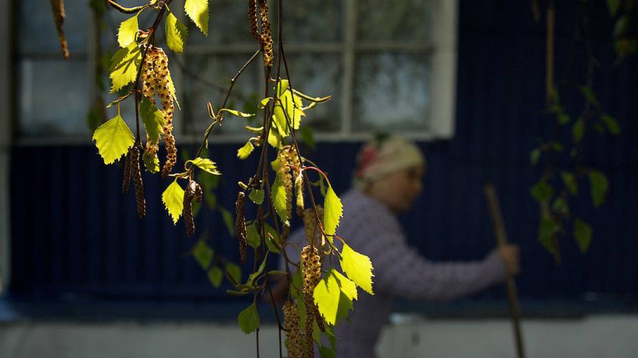 В Воронежской области приступили к сбору семян березы