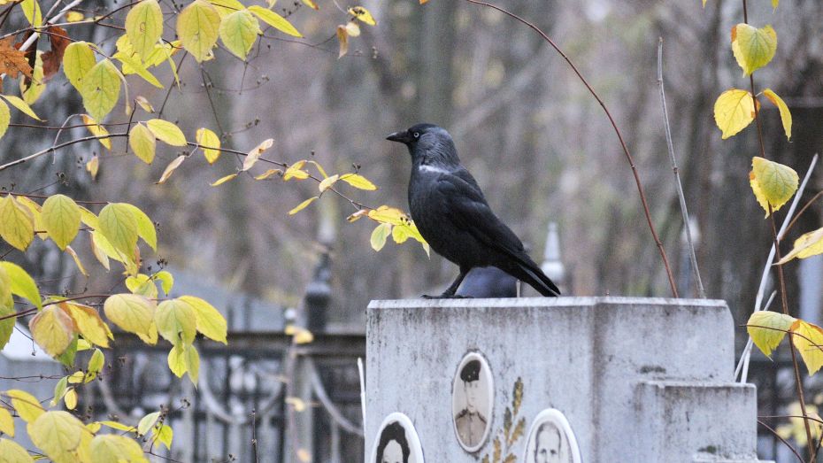 В Аннинском районе Воронежской области появится новое кладбище