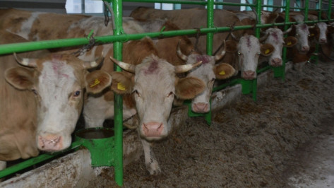 В Воронежской области выросло производство мяса и молока