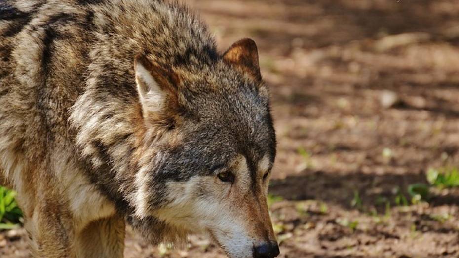 В Воронежском зоопарке семью волков переселили в просторный вольер 