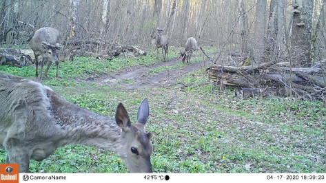 Группа благородных оленей попала в фотоловушку Воронежского заповедника
