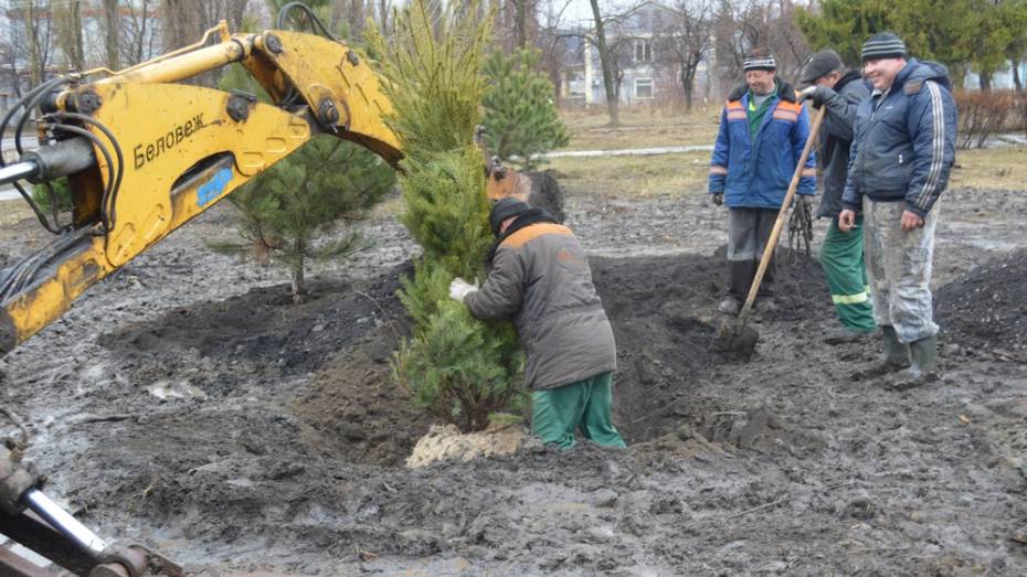 В Подгоренском районе приступили к озеленению населенных пунктов