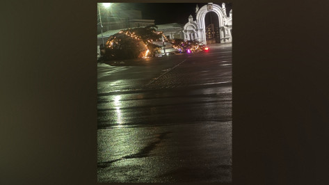 В Бутурлиновке Воронежской области ветер повалил новогоднюю елку