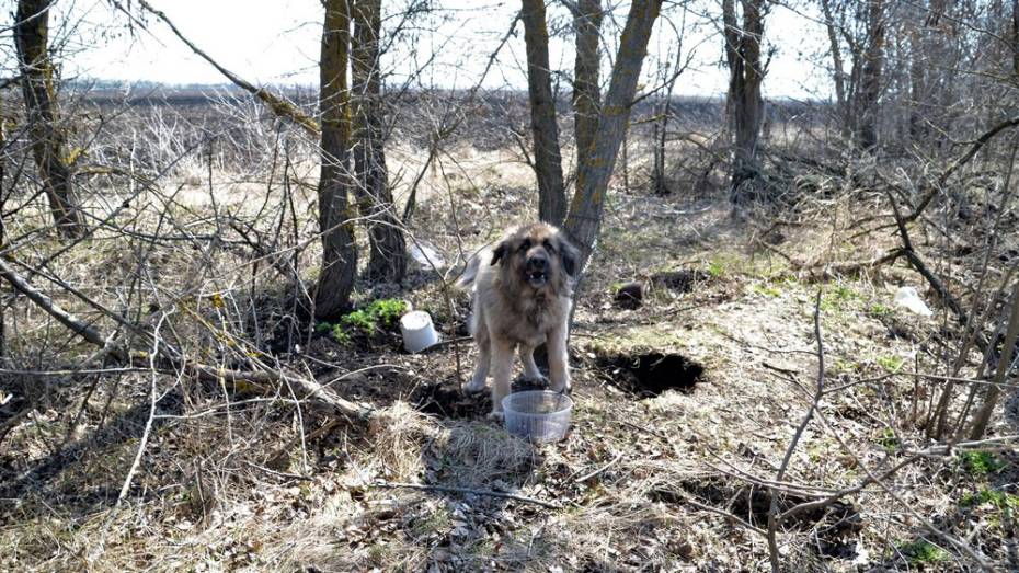 Жители борисоглебского села спасли привязанную в лесу кавказскую овчарку