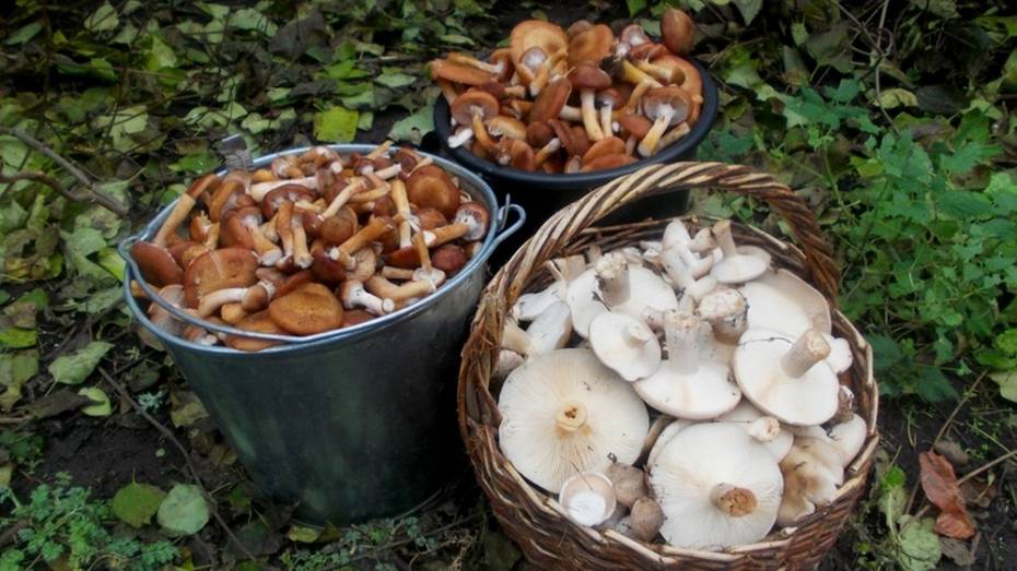 Семейная пара из Воронежа умерла от отравления грибами