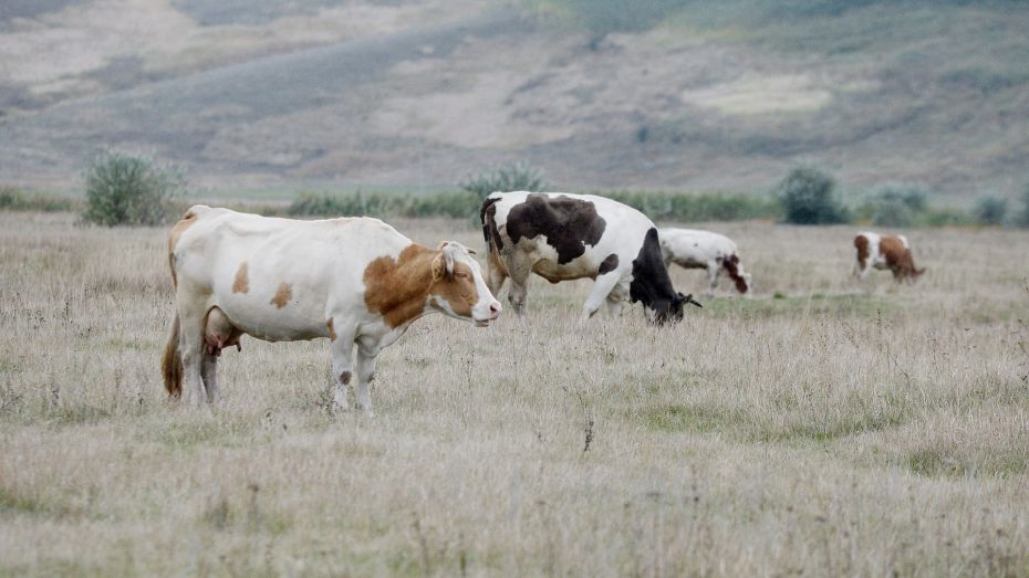 Развитие мясного животноводства в Воронежской области поддержат субсидиями