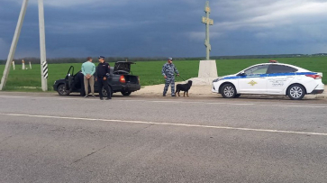 Полиция провела рейд с собаками на дорогах под Воронежем